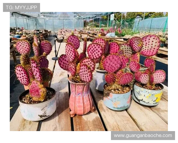 壹号官网链接常见问题解答与使用技巧